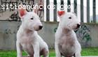 Regalo bull terrier cachorros