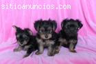 Regalo excelentes cachorros de york
