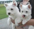 preciosos cachorros de West Highlan