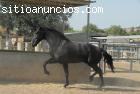 Un caballo negro PRE montado