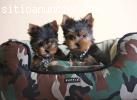 Regalo cachorros yorkshire TERRIE
