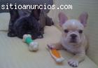 Económicos cachorros bulldog francé