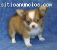 REGALO CHIHUAHUA CACHORROS