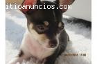 chihuahua cachorros para la venta.
