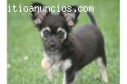 chihuahua cachorros para la venta.