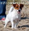 Cachorros JACK RUSSELL