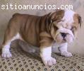 Bulldog Ingles cachorritos