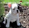 Cachorros bulldog francés