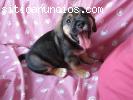 Cachorrito cruce de Carlino y Basse