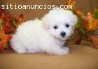 Solitaria perrito maltés