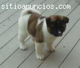 dos lindos cachorros akita listo pa