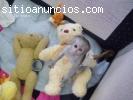 Bebe monos TITI para la venta