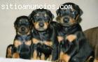 Cachorros doberman Pincher a vente