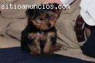 Regalo Cachorros yorkshire terrier