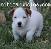 Akc reg. .. jack russel cachorros p
