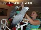 Loros grises africanos (par)