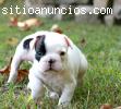 Dos cachorros de bulldog francés en