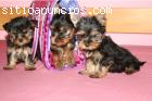 cachorros Yorkshire