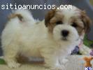 Shih tzu cachorros para su aprobaci