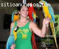 Bebé loros y huevos de loro para