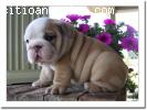 Vendo Cachorro Bulldog Inglés