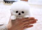 REGALO AKC Teacup Pequeño Pomerania