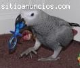 loro gris de cola roja