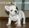 Francés cachorros Bulldog disponibl