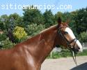 caballo muy saludable para el regal