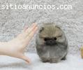 Regalo * Pomerania cachorros
