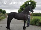 Caballo frisón para el regalo