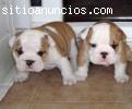 Adorables cachorros bulldog Inglés