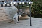 Bonitos bebes monos capuchino para