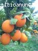 NARANJAS 100% NATURALES DE CASTELLON