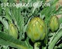 ALCACHOFAS