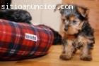 Yorkshire terrier cachorros