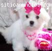 hogar lindo y adorable cachorros maltés