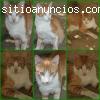 JULIAN. Un gato guapo. SEVILLA