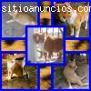 OLIVER, no sabe vivir sin el contacto hu