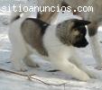 lindo Cachorros de chow chow Para Adopci