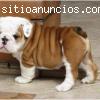Se regalo dos encantador cachorros bulld