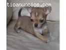 chihuahua cachorros para su adopción