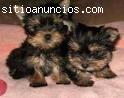 lindo Yorkie terrier para su aprobación.