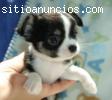Regalo Bien entrenados cachorros chihua