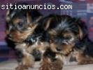 Taza Yorkshire Terrier (Yorkie) Cachorro