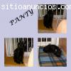 PANTY: Rescatada a punto de morir