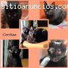 LAS CORITAS. Edhid y Sena, dos hermanita