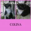 COLINA. Hermosa gatita en adopción