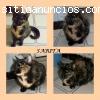 SARITA. Gatita salvada de ser envenenada