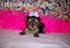 CACHORRITOS PRECIOSOS DE YORKSHIRE TOYS